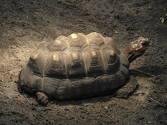 20170615 1941CPw [D~MS] Pracht-Erdschildkröte (Rhinoclemmys pulcherrima), Zoo Münster