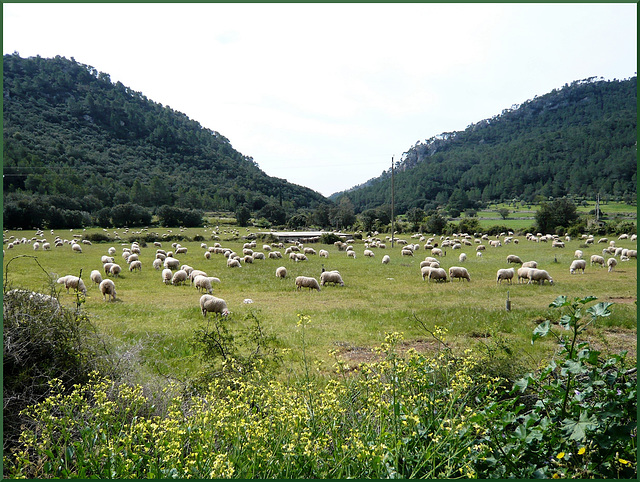 Auch das ist Mallorca - Schafherde in Orient (3 PiPs)