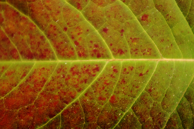 leaf veins, green glow