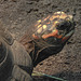 20170615 1942CPw [D~MS] Pracht-Erdschildkröte (Rhinoclemmys pulcherrima), Zoo Münster