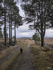 The track is characterised by long straight stretches as befits a former railway track across moorland