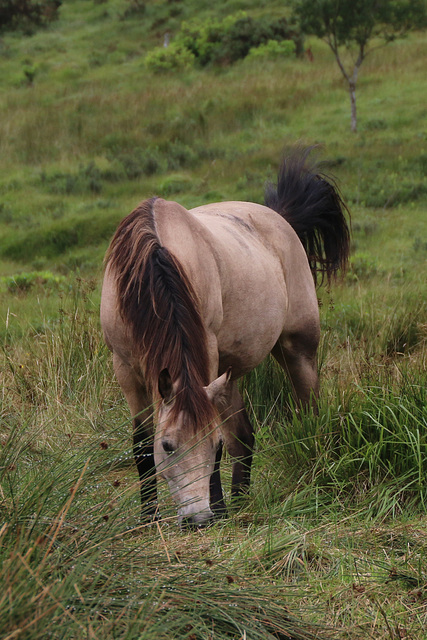 Grazing in the tall grass