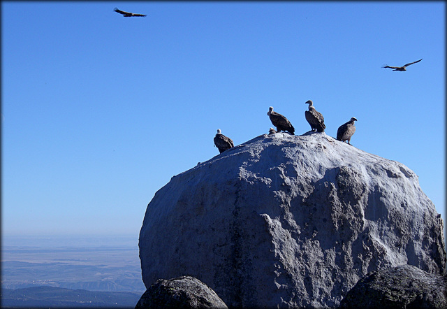 Griffon vultures