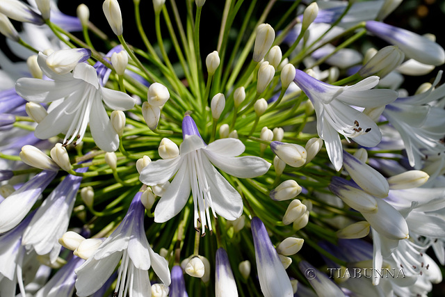 Agapanthus in the sun