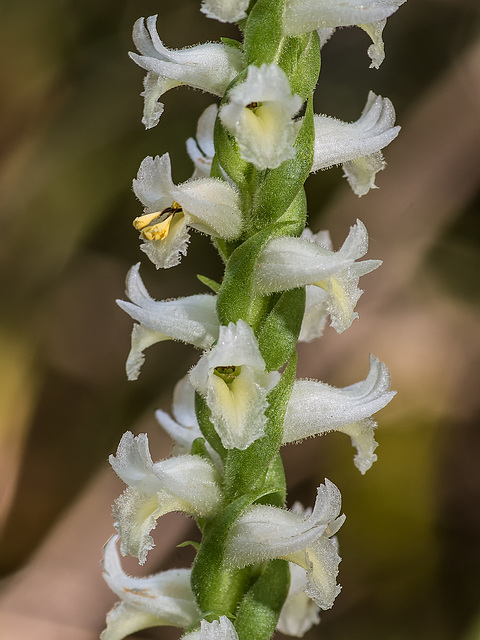 Spiranthes odorata (Fragrant Ladies'-tresses orchid) with pollinaria partially removed