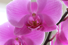 anniversary orchids