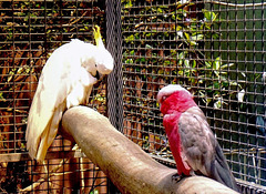 Featherdale Zoo, Sydney