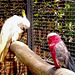 Featherdale Zoo, Sydney