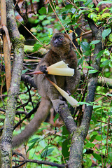 P1240924- Lémurien mangeur de bambou - Parc Ranomafana 16 novembre 2019