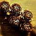 Wooden Roses