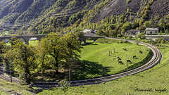Das Kreisviadukt von Brusio 780 m über Meer /Bahnlinie des Bernina Expess