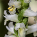 Spiranthes odorata (Fragrant Ladies'-tresses orchid) with pollinaria partially removed