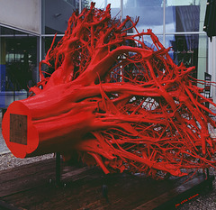 Der Rote  Baum