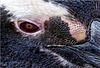 the penguins eye