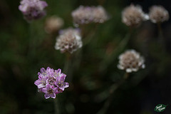 230/366: Lovely Clusters of Ornamental Chives