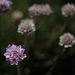 230/366: Lovely Clusters of Ornamental Chives