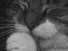 Tabby with White for B&W Macro Mondays