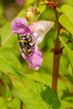 Buff Tailed Bumble Bee