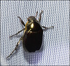IMG 7871 Beetle