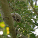 Inquisitive Owl 07
