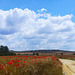 Poppy field and the hill of Valderrey