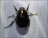 IMG 7886 Beetle