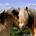 Horse Love...