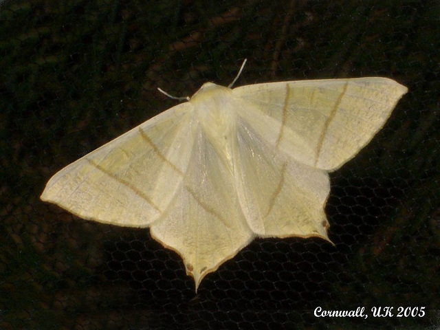 1922 Ourapteryx sambucaria (Swallow-tailed Moth)