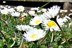 Daisies in Our Lawn
