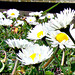 Daisies in Our Lawn