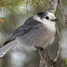 Gray Jay - Canada's new National Bird