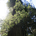 Tall redwood