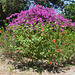 Rhodes-city, Flower Bush in Alexandrou Diakou Park