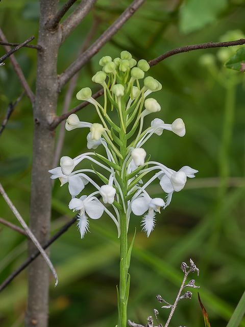 Platanthera conspicua (Southern White Fringed orchid)