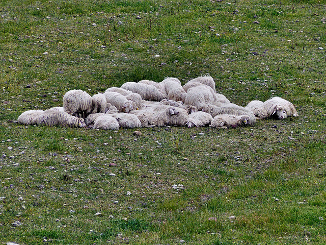 Sardinia - Sheep