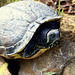 la tortue prend son bain de soleil