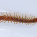 CentipedeIMG 8941