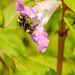 Buff Tailed Bumble Bee