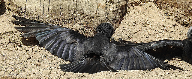 20170615 1956CPw [D~MS] Dohle (Corvus monedula), Zoo Münster