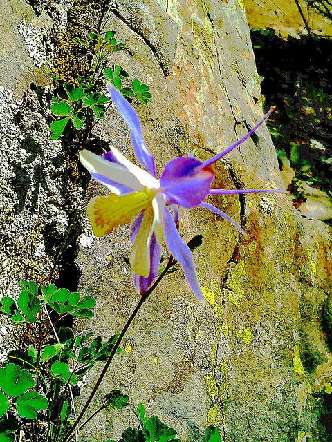 Columbine (Aquilegia saximontana) - White River National Forest: Maroon Bells-Snowmass Wilderness Area