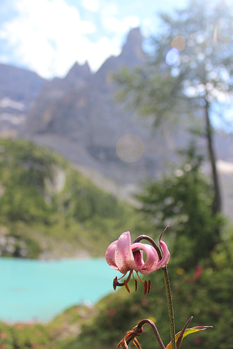 Flower, Lake, and Peak