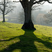 Shadow land at Lyme Park
