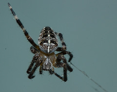 SpiderIMG 6396