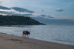 Walking on the beaches..., Karnataka 2012