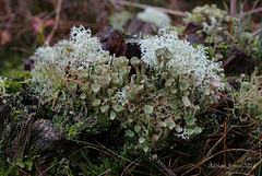 Lichens at Nipstone Rock.