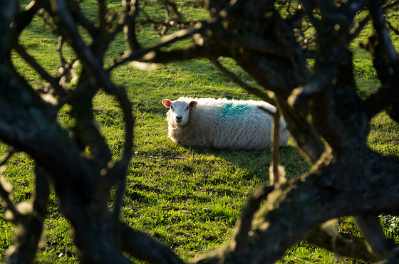 Eye contact with a sheep at Lyme Park