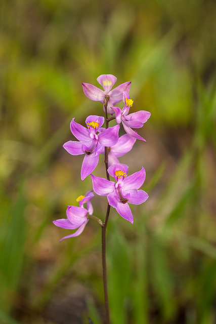 Calopogon multiflorus (Many-flowered Grass-pink orchid)