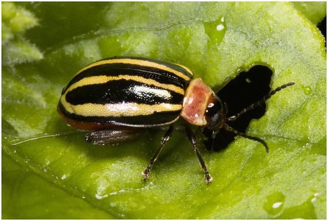 IMG 2615 Beetle