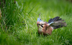 Jay in the grass 2