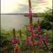 Purple Loosestrife, North Cliffs from The Knavocks.